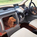 Dog House in Car - Stash